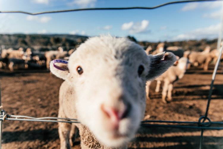 Το πρόβατο που δεν κουρεύτηκε ποτέ: Μια συγκινητική ιστορία και μια νέα αρχή
