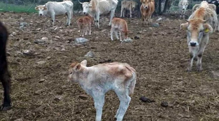 Αγελάδες εγκαταλείφθηκαν από τους κτηνοτρόφους και πεθαίνουν βασανιστικά