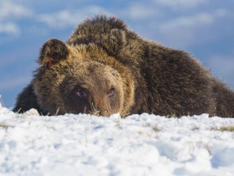 Καρίτο αρκούδα: Θρηνεί η Ιταλία