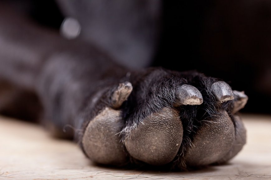 Ζαχάρω σκύλος: Έβλεπαν σκελετωμένο ζώο, αλλά δεν βοηθούσε κανείς