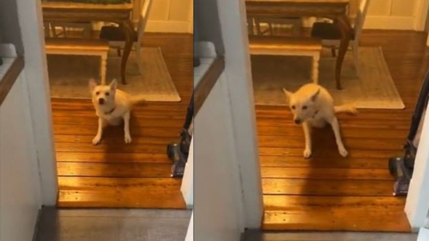 Σκύλος μέθυσε: Το viral βίντεο του Tik Tok