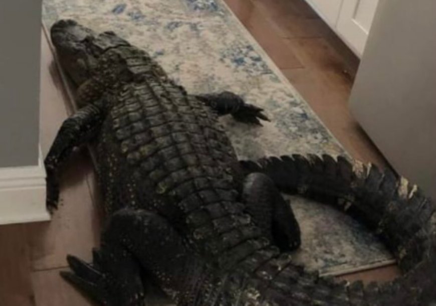 ΗΠΑ: Πώς ένας αλιγάτορας βρέθηκε μέσα σε σπίτι