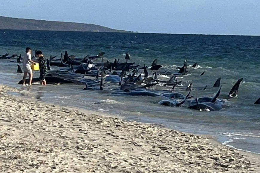 Αυστραλία φάλαινες διάσωση: Πάνω από 160 θηλαστικά εγκλωβίστηκαν στις ακτές