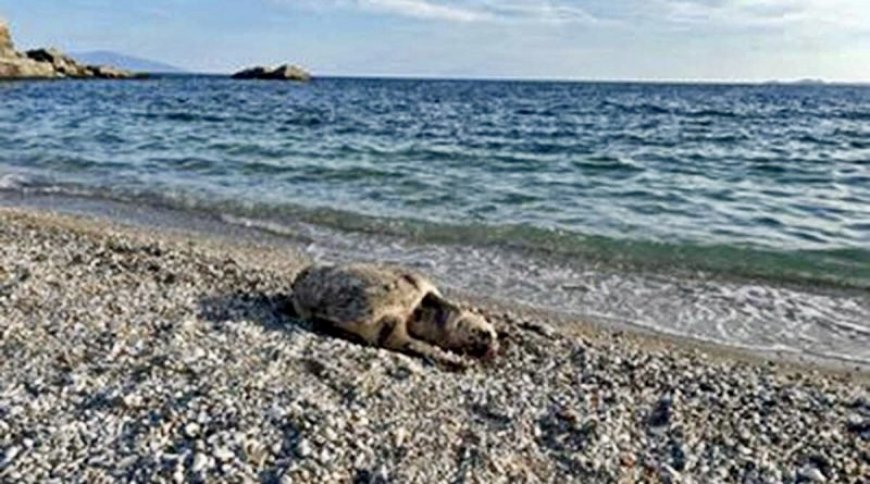 Ξεβράστηκε νεκρή θαλάσσια χελώνα κάτω από τον Φάρο της Παναγίας